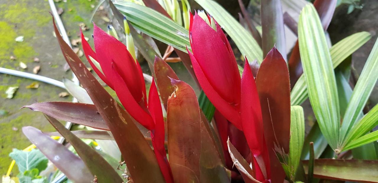 Vale Das Maritacas Teresopolis Villa Kültér fotó